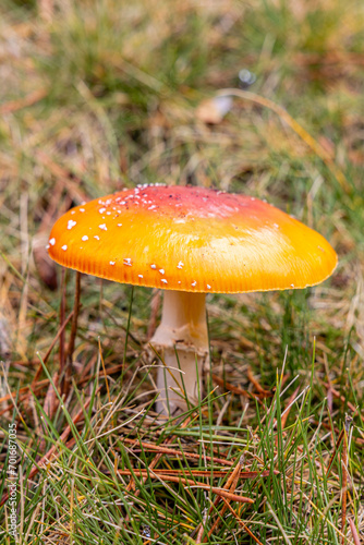 Small mushrooms in the Sierra de Guadarrama National Park, Madrid, Spain