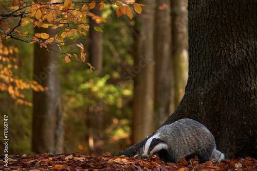 Autumn forest wildlife. Badger in the wild nature. Hidden in bushes of cranberries. Nice wood in the background, Germany, Europe. Wildlife.