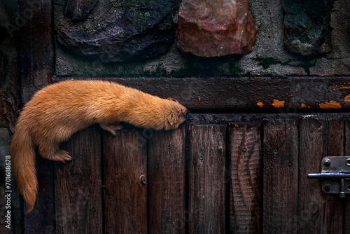 Siberian weasel, Mustela sibirica, mink animal in the stone wall. Urban wildlife from Russia. Kolonok, orange fur cat animal in the habitat, wildlife nature, dark evening near the forest. photo