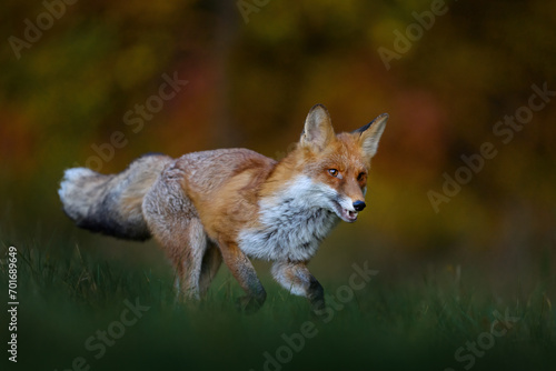 Autumn wildlife. ed fox running on orange autumn leaves. Cute Red Fox, Vulpes vulpes in fall forest. Beautiful animal in the nature habitat. Wildlife scene from the wild nature, Germany Europe.