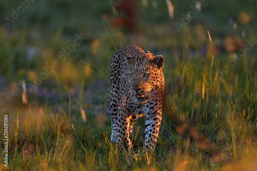 Leopard, Panthera pardus shortidgei, nature habitat, big wild cat in the nature habitat, sunny day on the savannah, Khwai River, Moremi Botswana. Wildlife nature. Africa wildlife. Leopard sunset walk. photo