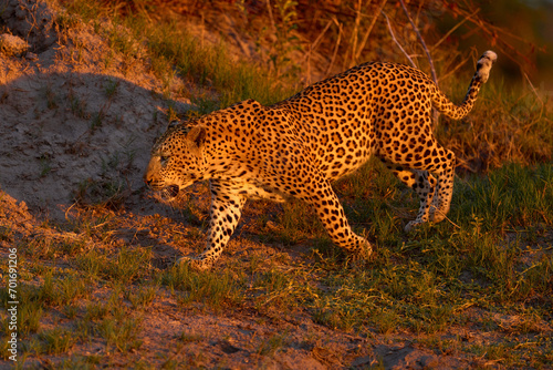 Leopard, Panthera pardus shortidgei, nature habitat, big wild cat in the nature habitat, sunny day on the savannah, Khwai River, Moremi Botswana. Wildlife nature. Africa wildlife. Leopard sunset walk.