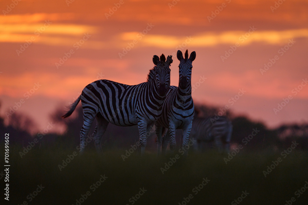 Obraz premium Wildlife, zebra sunset. Bloom flower grass with morning backlight on the meadow field with zebra, Okavago delta, Botswana in Africa. Sunset in the nature, widlife in Botswana. Africa Travel.