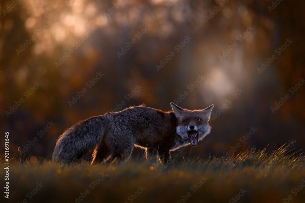 Autumn wildlife. ed fox running on orange autumn leaves. Cute Red Fox, Vulpes vulpes in fall forest. Beautiful animal in the nature habitat. Wildlife scene from the wild nature, Germany Europe. Autumn wildlife. ed fox running on orange autumn leaves. Cute Red Fox, Vulpes vulpes in fall forest. Beautiful animal in the nature habitat. Wildlife scene from the wild nature, Germany Europe.