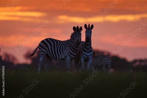 Wildlife  zebra sunset. Bloom flower grass with morning backlight on the meadow field with zebra  Okavago delta  Botswana in Africa. Sunset in the nature  widlife in Botswana. Africa Travel.
