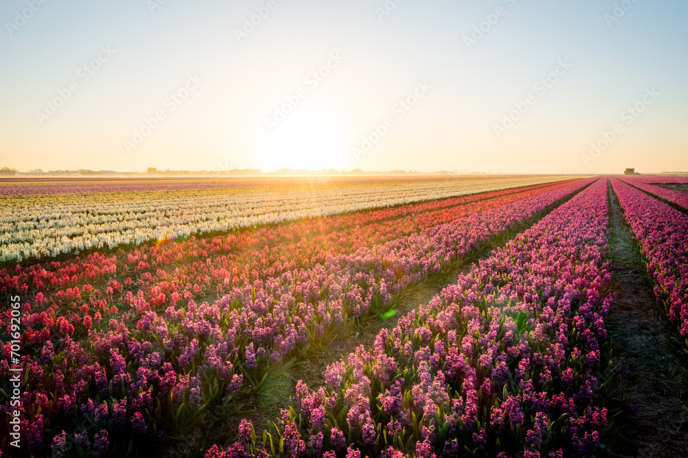 field of colorful hyacinths at sunrise