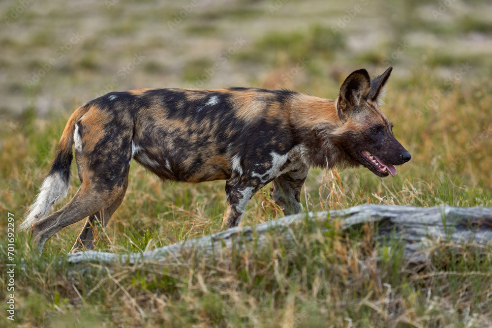 African wild dog, Lycaon pictus, detail portrait open muzzle, Mana Pools, Zimbabwe, Africa. Dangerous spotted animal with big ears. Hunting painted dog on African safari. Wildlife scene from nature. African wild dog, Lycaon pictus, detail portrait open muzzle, Mana Pools, Zimbabwe, Africa. Dangerous spotted animal with big ears. Hunting painted dog on African safari. Wildlife scene from nature.