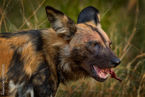African wild dog, Lycaon pictus, detail portrait open muzzle, Mana Pools, Zimbabwe, Africa. Dangerous spotted animal with big ears. Hunting painted dog on African safari. Wildlife scene from nature.