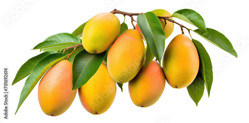 Branch of delicious ripe mango, cut out