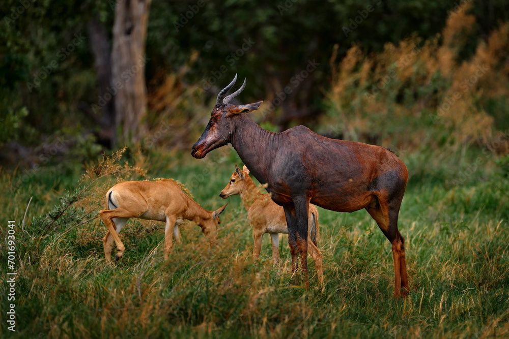 Fototapeta premium Antelope with young cub. Sassaby, in green vegetation, Okavango delta, Botswana. Widlife scene from nature. Common tsessebe, Damaliscus lunatus, detail portrait of big brown African mammal in nature.