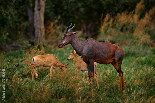 Antelope with young cub. Sassaby, in green vegetation, Okavango delta, Botswana. Widlife scene from nature. Common tsessebe, Damaliscus lunatus, detail portrait of big brown African mammal in nature.