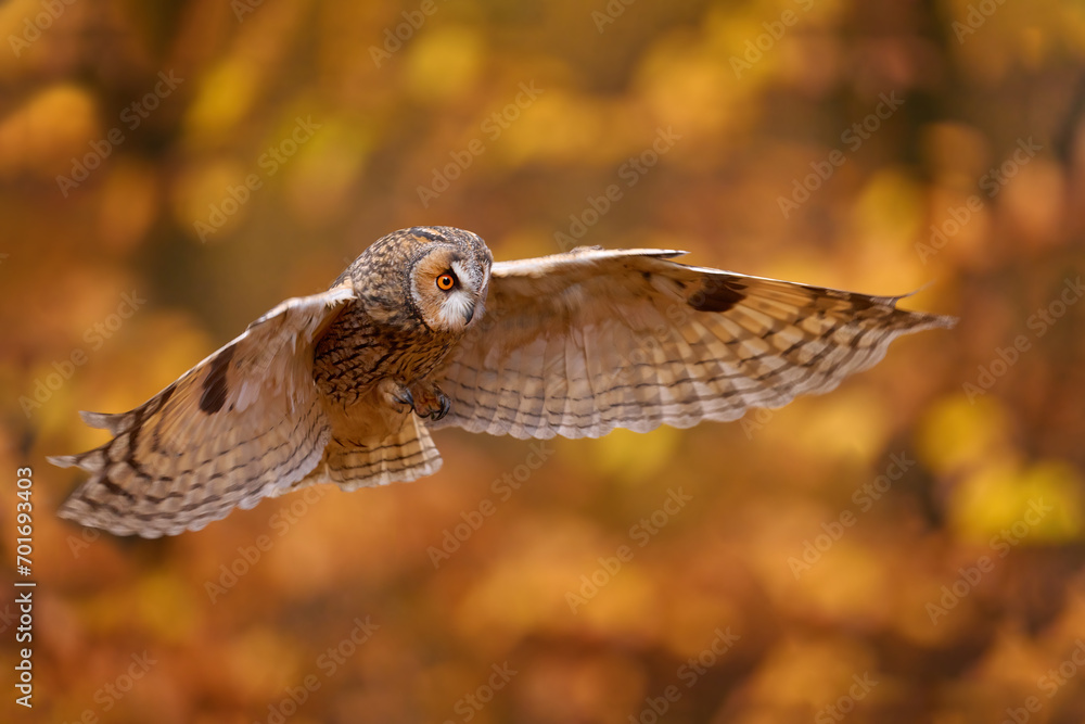 Fototapeta premium Autumn nature. Owl in orange forest, yellow leaves. Long-eared Owl with orange oak leaves during autumn. Wildlife scene from nature, Poland, Europe.