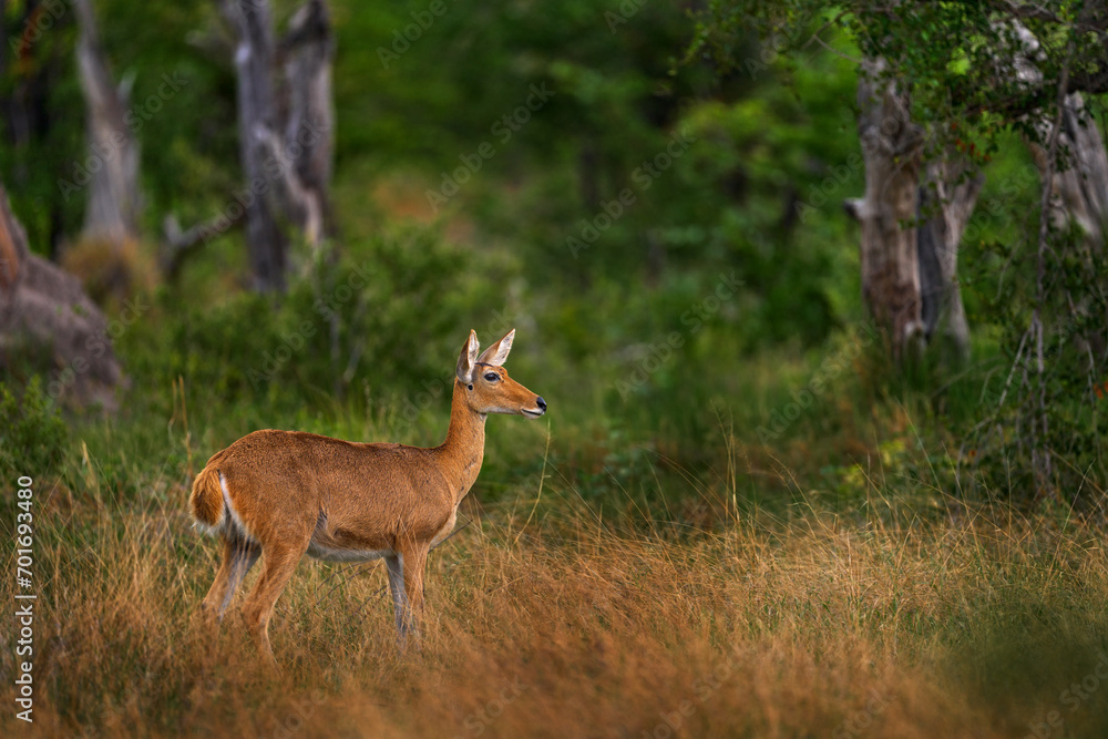 Fototapeta premium Lechwe in the grass, Okavango delta in Botswana, Africa. Wildlife nature. Red lechwe, Kobus leche, big antelope found in wetlands of south-central Africa. Animals in the nature habitat.