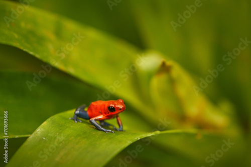Red blue small poison frog on the green leaves. Red Strawberry poison dart frog, Dendrobates pumilio, in the nature habitat, Panama. Close-up portrait of poison red frog. Rare amphibian in the tropic.