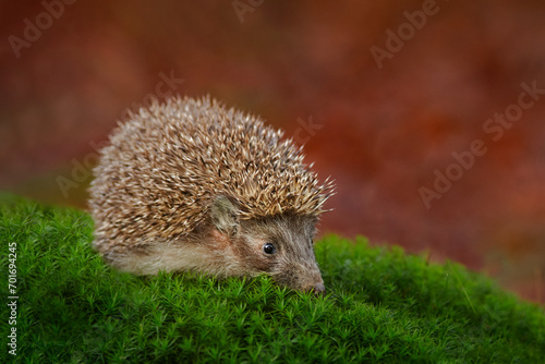 Autumn wildlfie. Autumn orange leaves with hedgehog. European Hedgehog, Erinaceus europaeus, photo with wide angle. Cute funny animal with snipes.