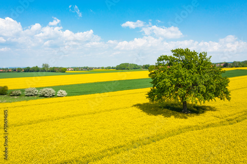 beautiful rapeseed field in spring with green tree
