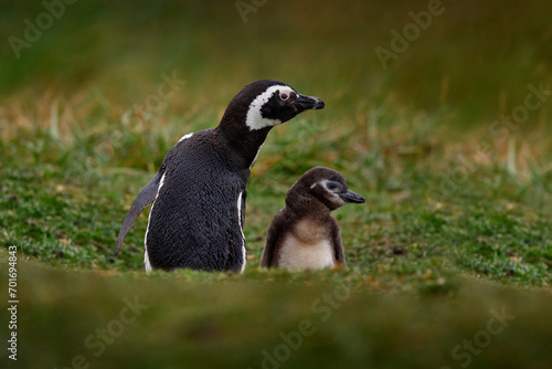 Two birds in the nesting ground hole, babies with mother, Magellanic penguin, Spheniscus magellanicus, nesting season, animals in nature habitat, Argentina, South America. Mother with young chick. © ondrejprosicky
