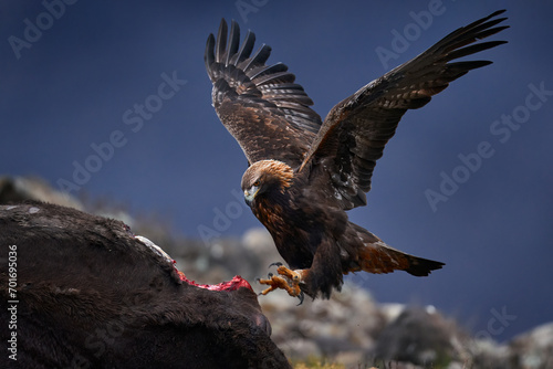 Eagle with cow calf carcass. Golden eagle, stone, Rhodopes mountain, Bulgaria. Eagle, evening light, brown bird of prey with big wingspan. Bird food behavior, nature wildlife. photo