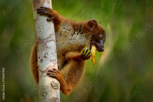 Wildlife Madagascar. Eulemur rubriventer, Red-bellied lemur, Akanin’ ny nofy, Madagascar. Small brown monkey in the nature habitat, wide angle lens with forest habitat. photo