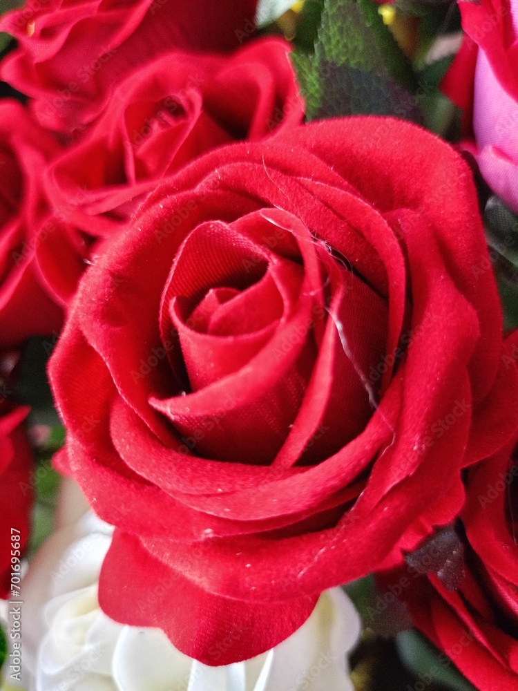 close up of red roses blooming beauty nature in garden close up of red roses blooming beauty nature in garden