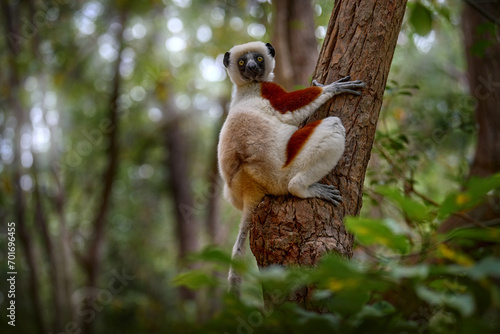 Madagascar endemic wildlife. Africa nature. Coquerel's sifaka, Propithecus coquereli, Ankarafantsika NP. Monkey in habitat. Wild Madagascar. Lemur in the dark green tropic forest. Sifaka on the tree.