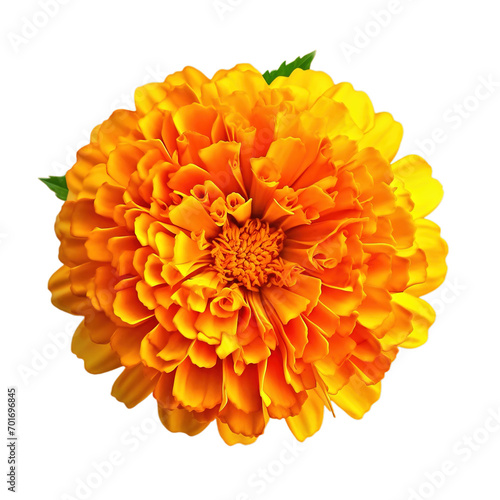 Orange marigold flower transparent background with full depth of field. Ai Generated.