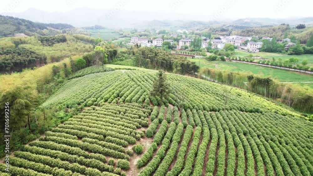 view of green tea plantation view of green tea plantation