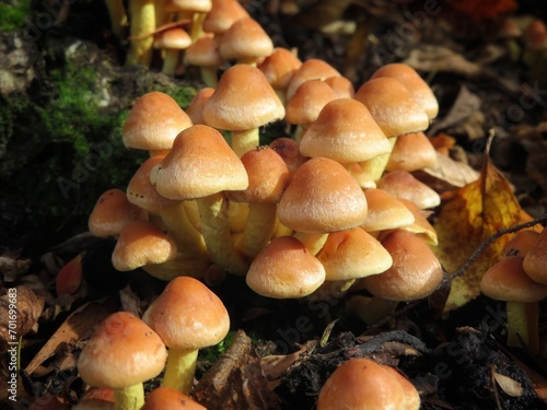 group of young clustered woodlover (Hypholoma fasciculare) in the forest