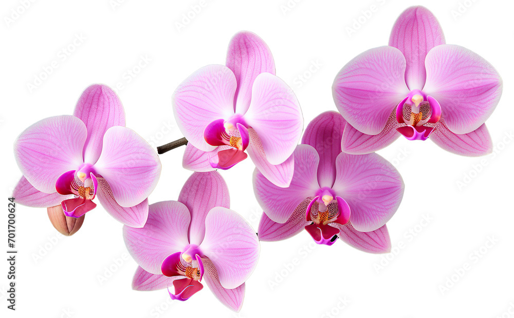 Graceful Orchid Petals Isolated on Transparent Background, Elegant Floral Elements