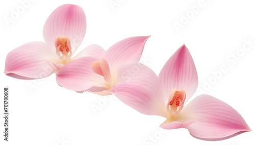 Graceful Orchid Petals Isolated on Transparent Background  Elegant Floral Elements
