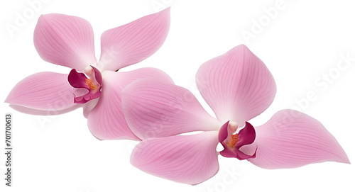 Graceful Orchid Petals Isolated on Transparent Background, Elegant Floral Elements