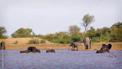 African bush elephant group bathing and having fun in water in Kruger National park, South Africa ; Specie Loxodonta africana family of Elephantidae