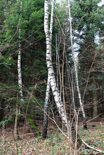 Brzozy i las  © kudlacz1984