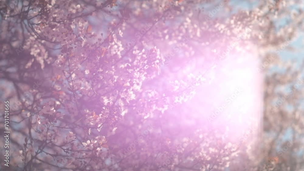 Tree flowers blossom in spring with lens flare and insects pollinating Tree flowers blossom in spring with lens flare and insects pollinating