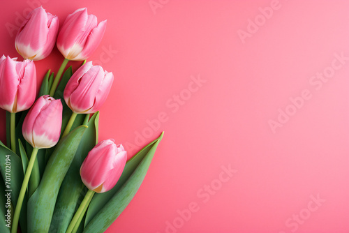 Pink tulip spring flowers on side of pink background with copy space