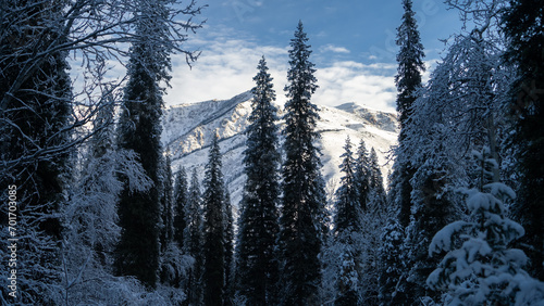 snowy winter forest in the mountains. spruce in the snow