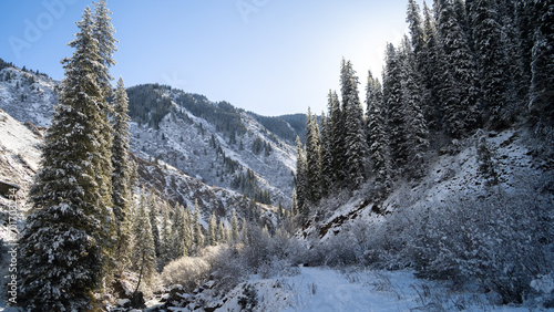 snowy winter forest in the mountains. spruce in the snow