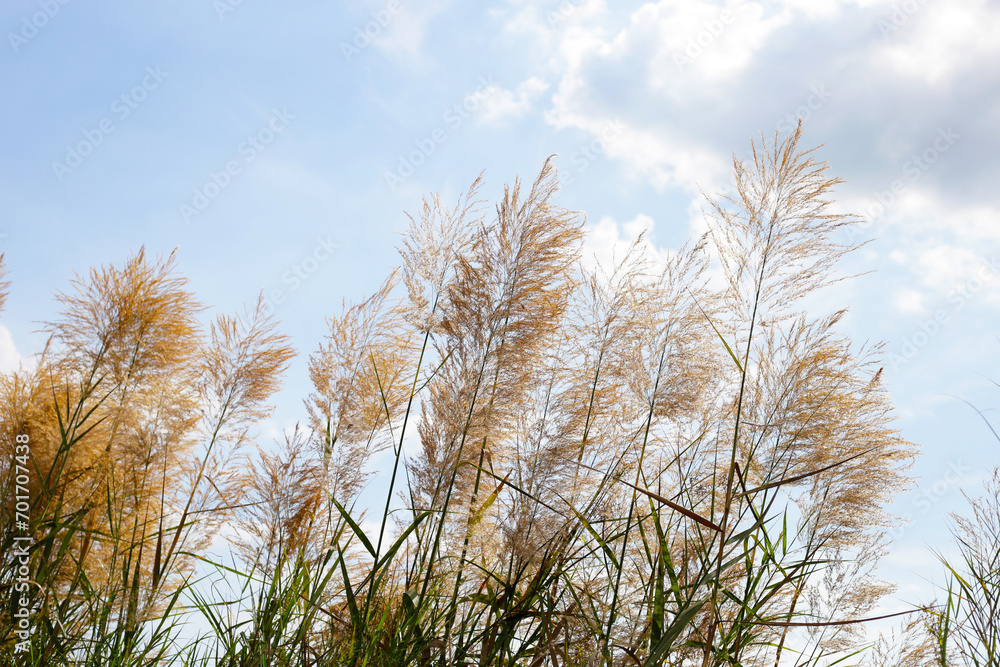 Reed flower with blue sky Reed flower with blue sky