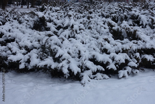 Shrubs of savin juniper covered with snow in January
