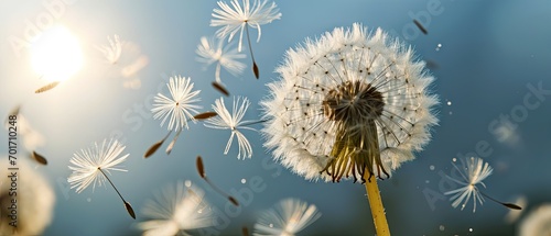 Dandelion with multiply seeds on sky back photo