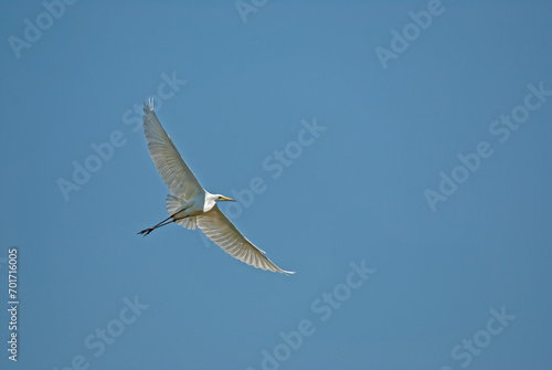 Little Egret, Egretta garzetta, flies over the lake in Isikli Lake, Turkey.