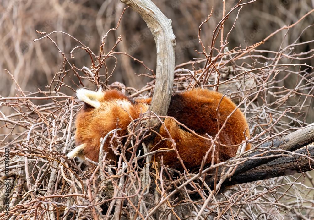 Obraz premium Red panda sleeping in their nest
