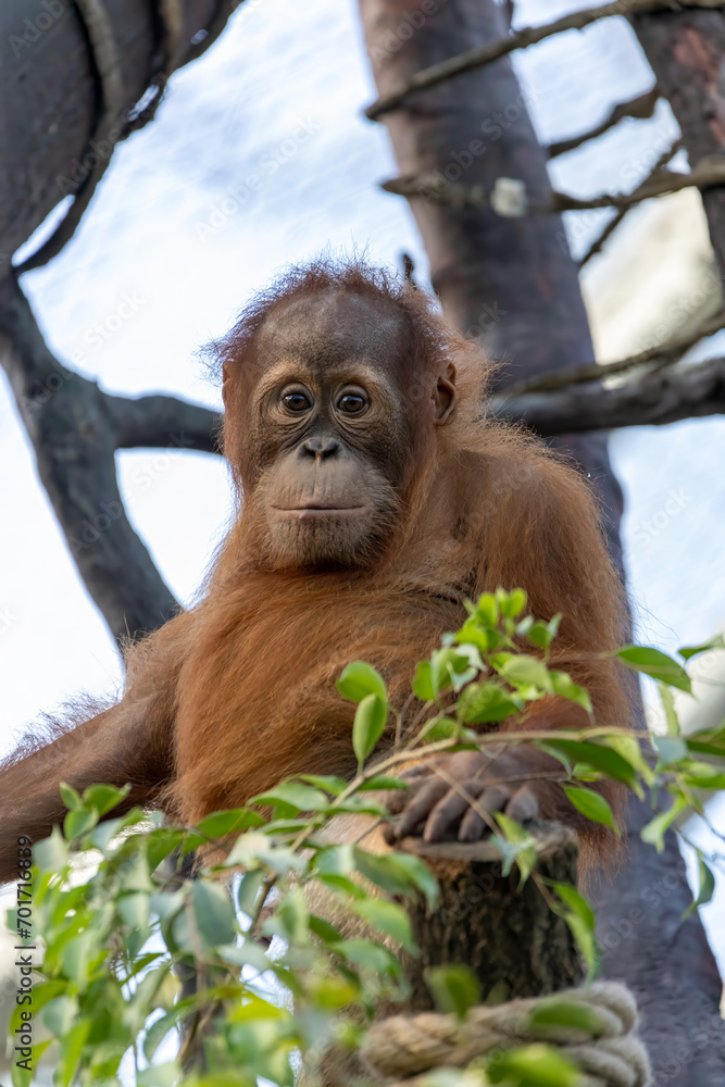 Obraz premium Portrait of an orangutan on top of tree