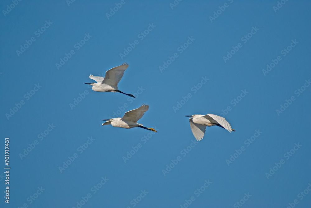 Little Egret, Egretta garzetta, flies over the lake in Isikli Lake, Turkey. Little Egret, Egretta garzetta, flies over the lake in Isikli Lake, Turkey.