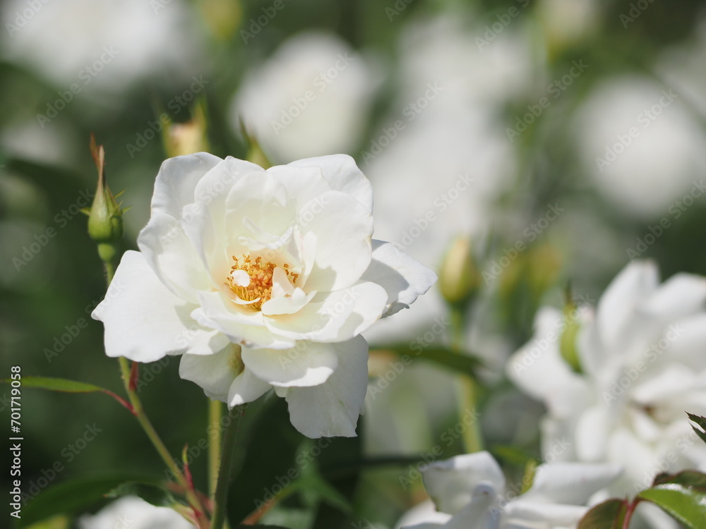 白いバラ　アイスバーグ