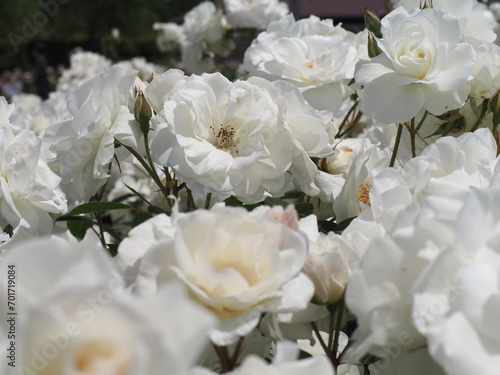 白いバラ アイスバーグ