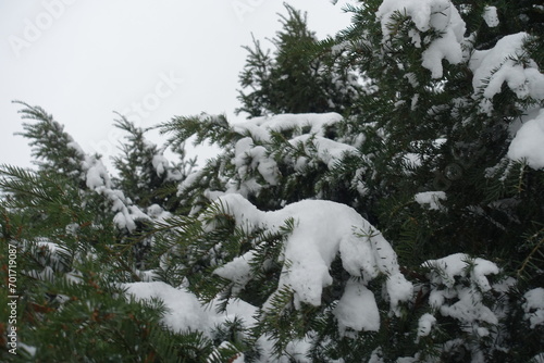 Snow on branches of common yew in January