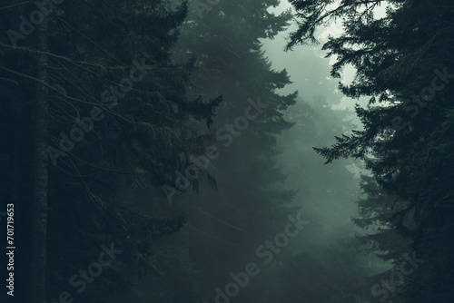 Bilde på lerret Foggy Scenic Redwood Forest Nature Background