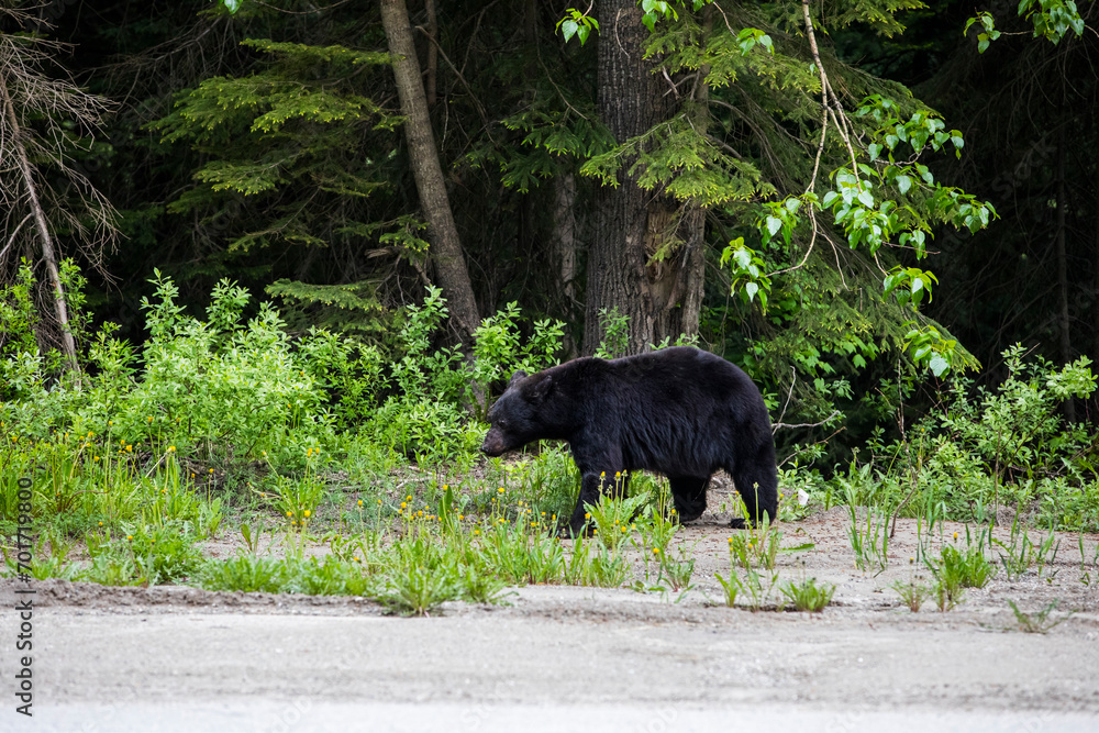 Black bear (Ursus americanus) in Glacier National Park, Canada Black bear (Ursus americanus) in Glacier National Park, Canada