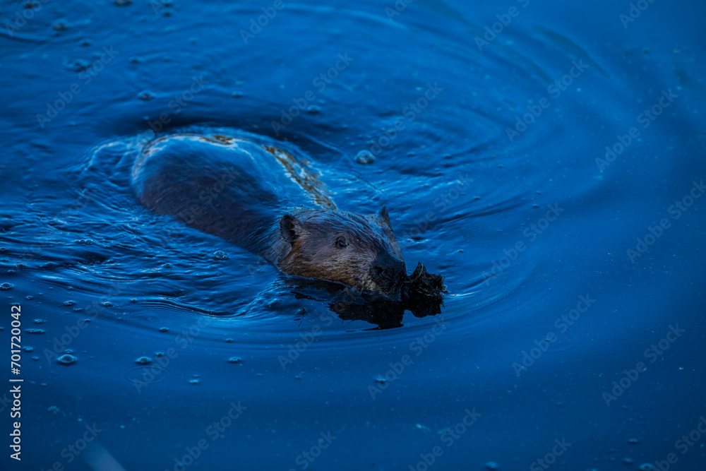 Obraz premium Scene of a beaver (Castor) in Hinton Town, Alberta, Canada.